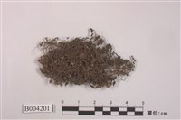 藏品(燭臺蘚)的圖片